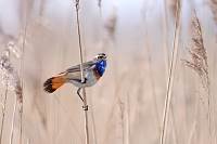 blauwborstje (Luscinia svecica) 3-2021 6745